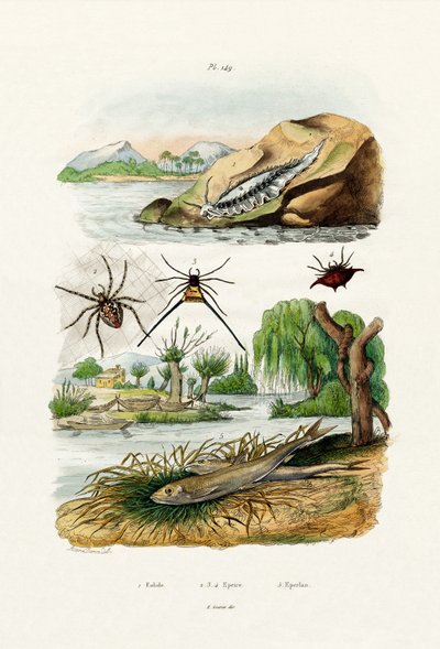 裸海弹，1833年至1939年 作者 法语学校
